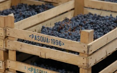 Une version plus légère et plus fraîche de ce vin élaboré à partir de raisins secs