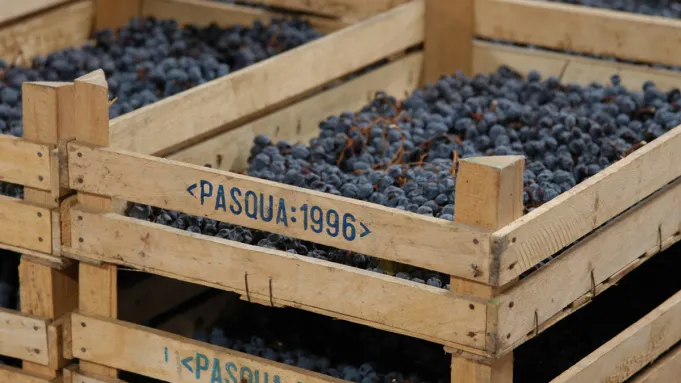 Une version plus légère et plus fraîche de ce vin élaboré à partir de raisins secs