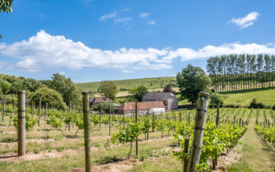 Breaky Bottom Vineyard mis en vente afin de préserver son héritage