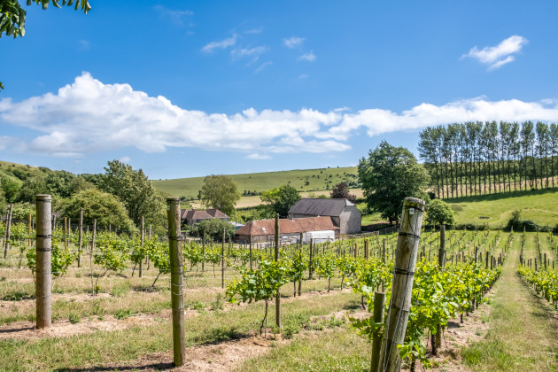 Breaky Bottom Vineyard mis en vente afin de préserver son héritage
