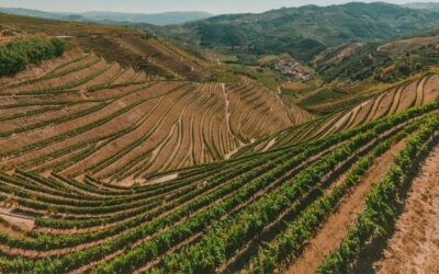 L'IWSC annonce que le Portugal accueillera le Global Wine Judging