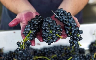 La Syrah de Washington est le secret le mieux gardé de l'État