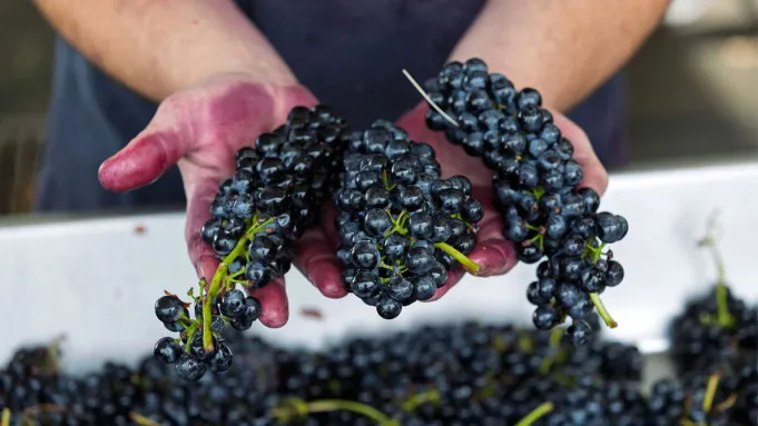 La Syrah de Washington est le secret le mieux gardé de l'État