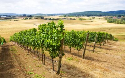 La production de raisin de cuve de l'Oregon a chuté de 25 % l'année dernière : rapport