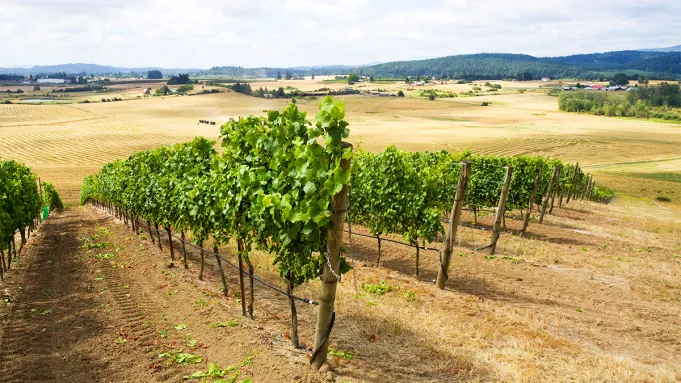 La production de raisin de cuve de l'Oregon a chuté de 25 % l'année dernière : rapport