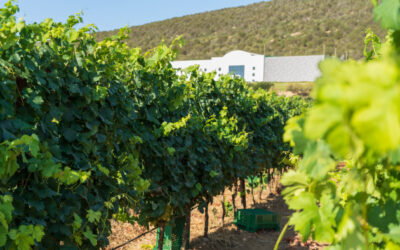 Wanderlust Wine nommé importateur exclusif au Royaume-Uni pour le vignoble sarde Mesa