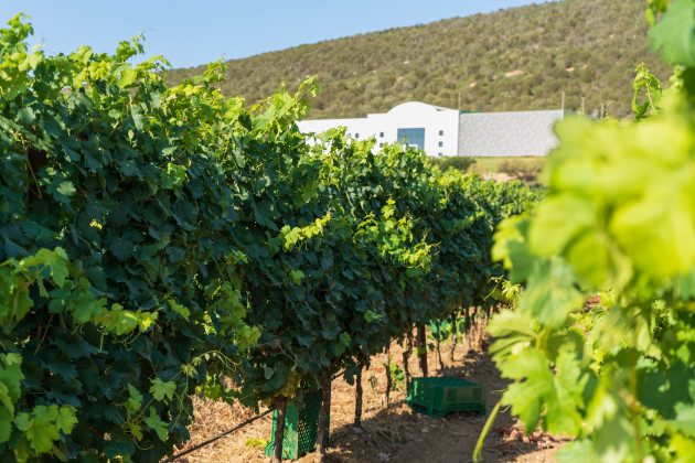 Wanderlust Wine nommé importateur exclusif au Royaume-Uni pour le vignoble sarde Mesa