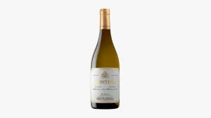 Contino 2020 Blanc