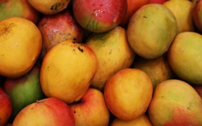 Des scientifiques découvrent une source d'arômes « tropicaux » de whisky de malt