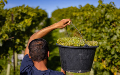 Nyetimber rejoint l'optimisme de l'industrie vinicole anglaise avec des attentes concernant le millésime dès la première récolte jamais réalisée