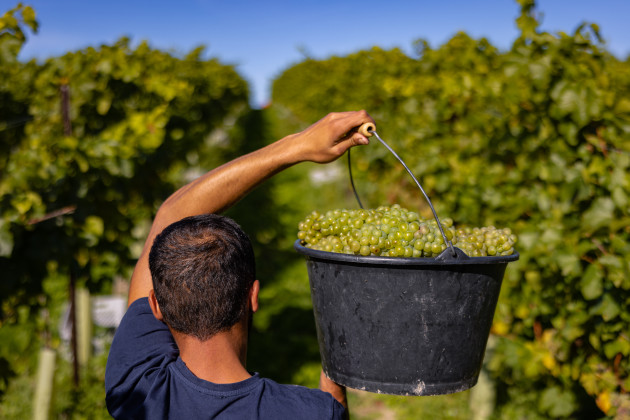 Nyetimber rejoint l'optimisme de l'industrie vinicole anglaise avec des attentes concernant le millésime dès la première récolte jamais réalisée