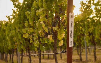 Pourquoi les vignerons adoptent les cabernet sauvignons à clone unique