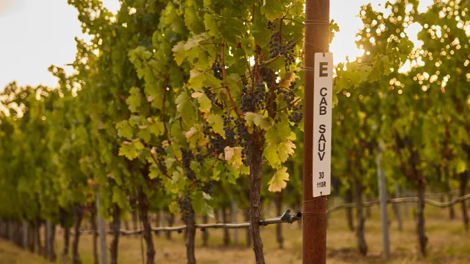 Pourquoi les vignerons adoptent les cabernet sauvignons à clone unique