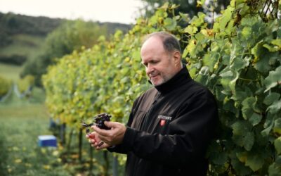 Rathfinny s'attend à un excellent millésime après un été record