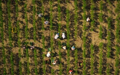 Récolte la plus précoce jamais réalisée pour le Champagne Drappier après un été « remarquablement chaud »