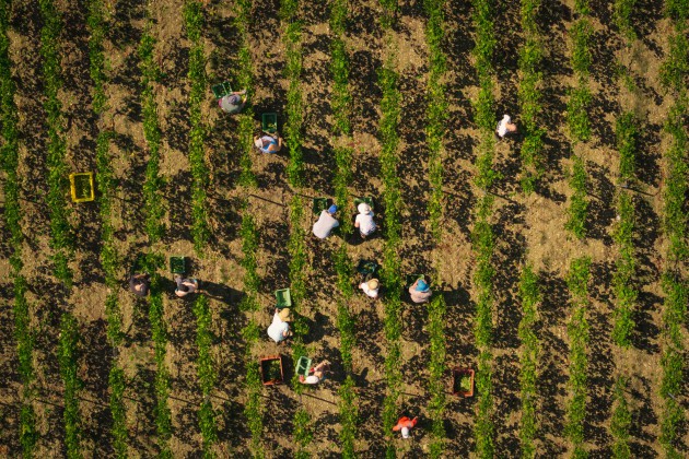Récolte la plus précoce jamais réalisée pour le Champagne Drappier après un été « remarquablement chaud »