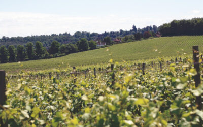 Wine GB « optimiste » quant aux récoltes de 2026 après un été caniculaire