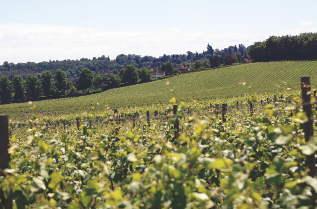 Wine GB « optimiste » quant aux récoltes de 2026 après un été caniculaire