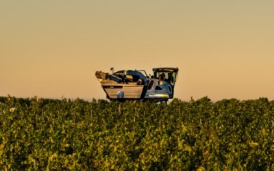 Cramele Recaș : Un grand vignoble roumain décrit des vendanges « bizarres » avec un mois d'avance