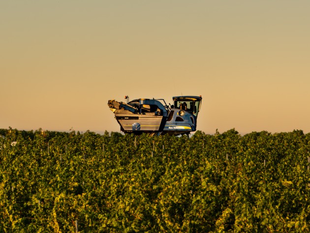 Cramele Recaș : Un grand vignoble roumain décrit des vendanges « bizarres » avec un mois d'avance