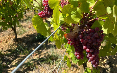 Demandez à un pro du vin : qu’est-ce que le chardonnay rose ?