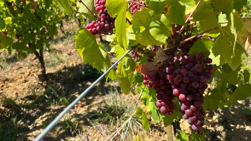 La plupart des buveurs de vin connaissent le Chardonnay, mais il existe un certain type de cépage qui pourrait surprendre : le Chardonnay rose.