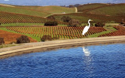 Napa Valley Vintners : une nouvelle campagne vise à répondre à l'évolution de la consommation
