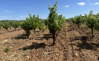 Vendanges languedociennes : Un hiver humide permet au vignoble de résister aux chaleurs estivales