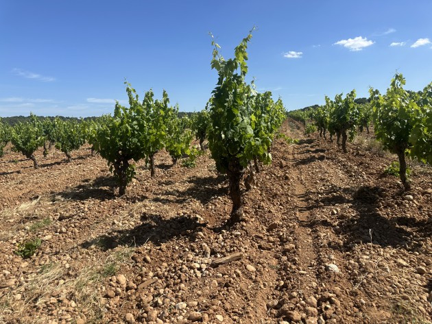 Vendanges languedociennes : Un hiver humide permet au vignoble de résister aux chaleurs estivales