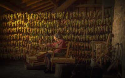 Winetraders ajoute dix nouveaux producteurs artisanaux italiens à son portefeuille