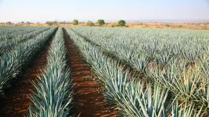 Champs d'agaves du Grand Velas