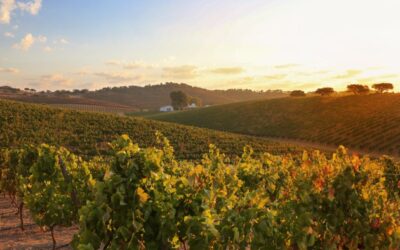 L'Alentejo annonce une bouteille de vin légère à l'échelle régionale