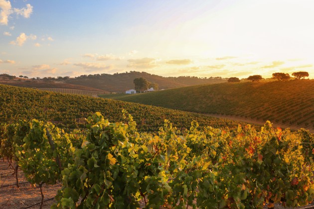 L'Alentejo annonce une bouteille de vin légère à l'échelle régionale