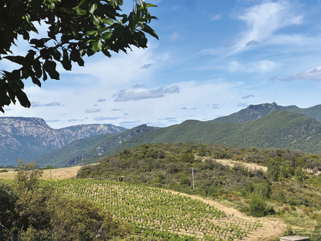 Le Languedoc détaille une récolte prometteuse malgré une saison difficile