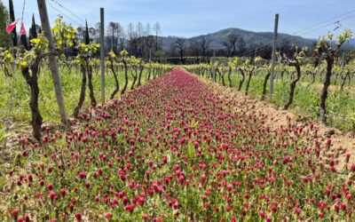 Les acheteurs de vin unissent leurs forces pour promouvoir une viticulture régénérative