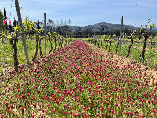 Les acheteurs de vin unissent leurs forces pour promouvoir une viticulture régénérative