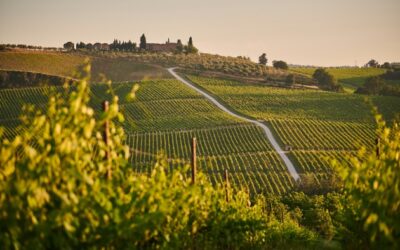 Récolte italienne : chaleur intense, récolte précoce et gestion de l'acidité façonnent les premières évaluations