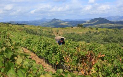Roussillon décrit un « espoir renouvelé » après que les récoltes de 2026 aient vu des rendements accrus