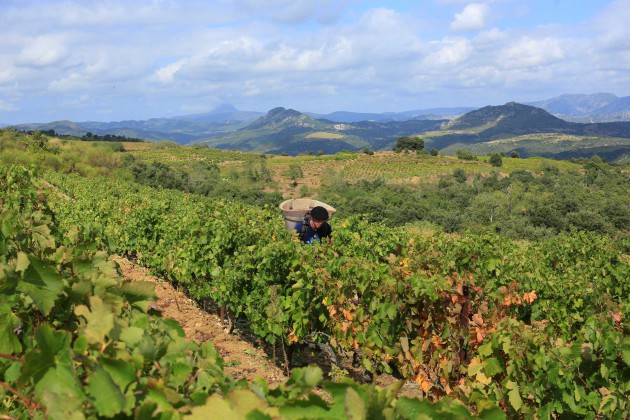 Roussillon décrit un « espoir renouvelé » après que les récoltes de 2026 aient vu des rendements accrus